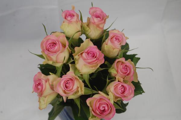Vollsortiment - Rose - ROSA